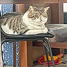 cat, tabby, chair, indoor, furniture, table, toy, floor, box, pet, animal, resting, fur, domestic, cozy, household, cute, relaxed, striped, portrait