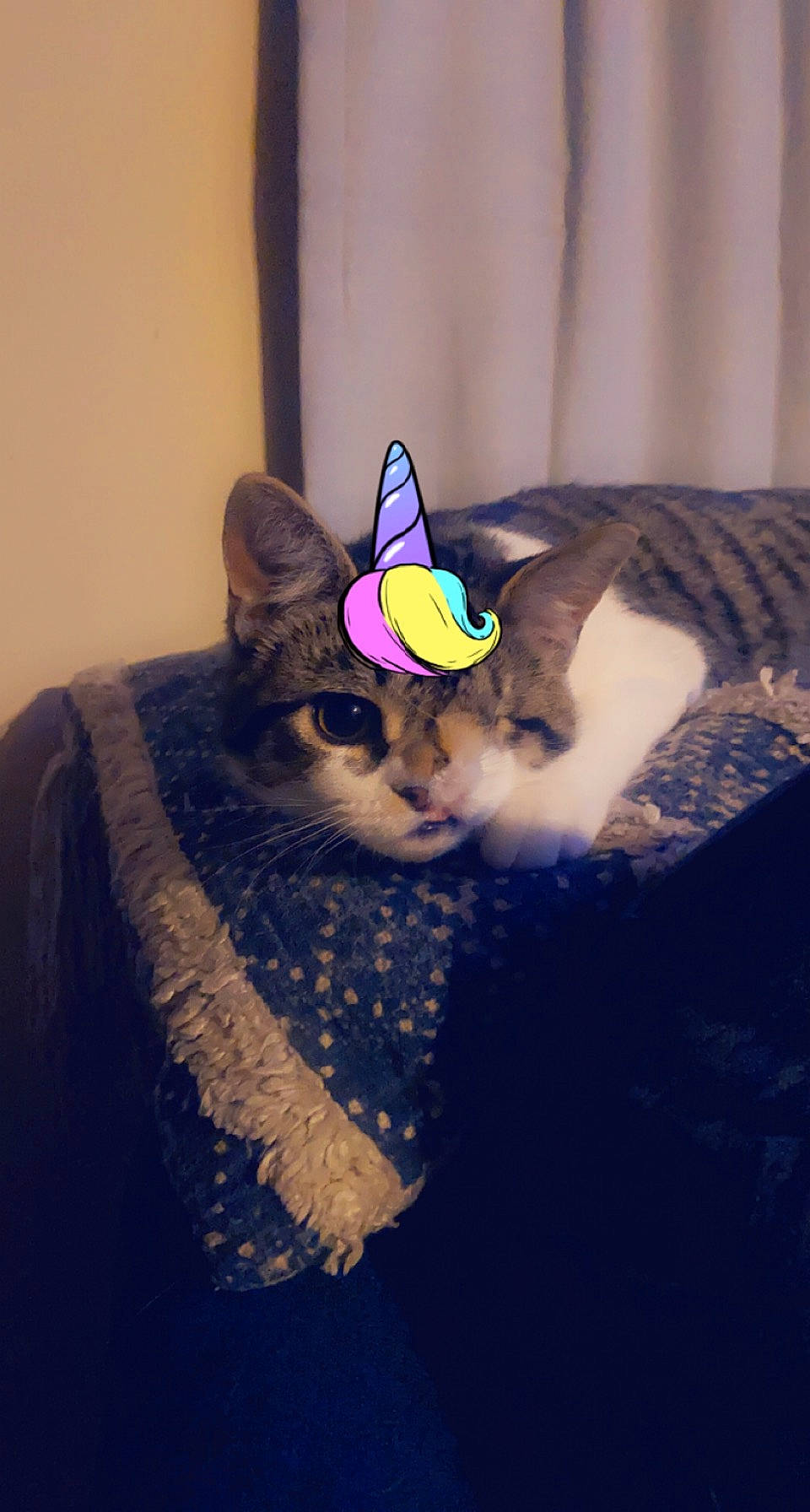 Seemore joined the competition — help win amazing prizes! art, carnivore, cat, ear, electric_blue, eye, fawn, felidae, headgear, human_body, iris, magenta, small_to_medium_sized_cats, snout, stuffed_toy, tail, textile, toy, vertebrate, whiskers