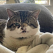 Seemore joined the competition — help win amazing prizes! cat, tabby, one-eyed, pet, indoor, blanket, cozy, cushion, window, feline, resting, fur, whiskers, animal, domestic, cute, relaxed, closeup, soft, home