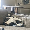 Seemore joined the competition — help win amazing prizes! cat, indoor, couch, gray, relaxed, pet, furniture, door, cat_tree, stretching, animal, domestic, cozy, home, lounging, tabby, white, paw, cord, resting