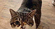 Seemore joined the competition — help win amazing prizes! animal, brown, cat, closeup, curious, cute, domestic, feline, indoor, looking_up, one_eye, pet, playful, small, standing, tabby, tail, whiskers, white, wooden_floor