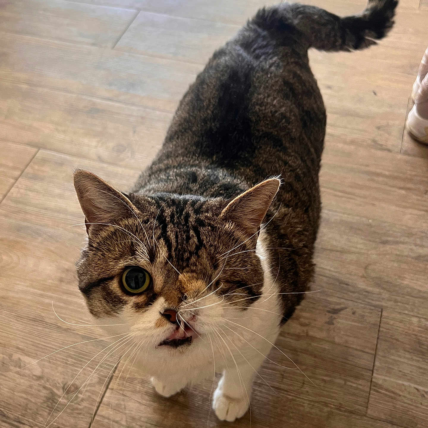 Seemore joined the competition — help win amazing prizes! cat, one_eye, pet, animal, feline, curious, whiskers, indoor, wooden_floor, tail, cute, looking_up, tabby, brown, white, small, domestic, playful, standing, closeup