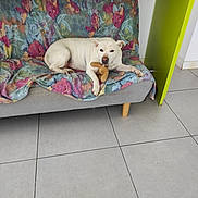 Louna a rejoint le concours — aidez-le/la à gagner de superbes lots ! dog, white_dog, couch, floral_pattern, stuffed_toy, indoor, tile_floor, furniture, relaxed, pet, paw, table, green_table, home, living_room, animal, resting, domestic, canine, cozy