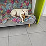 dog, white_dog, couch, floral_pattern, stuffed_toy, indoor, tile_floor, furniture, relaxed, pet, paw, table, green_table, home, living_room, animal, resting, domestic, canine, cozy