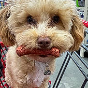 Peanut is registered to the contest to win money with this photo: aisle, animal, bone_treat, brown_fur, canine, close_up, collar, curly_fur, cute, dog, floor, indoor, looking_at_camera, metal, pet, red, shopping_cart, store, tag, whiskers