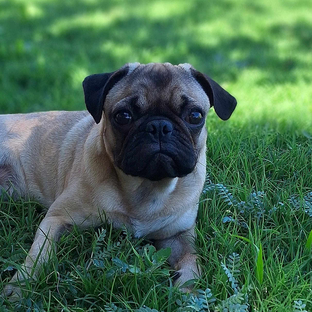 Rocky joined the competition — help win amazing prizes! animal, boxer, bulldog, canine, dog, frenchbulldog, grass, lawn, pet, pitbull, plant, pug, puppy, snout