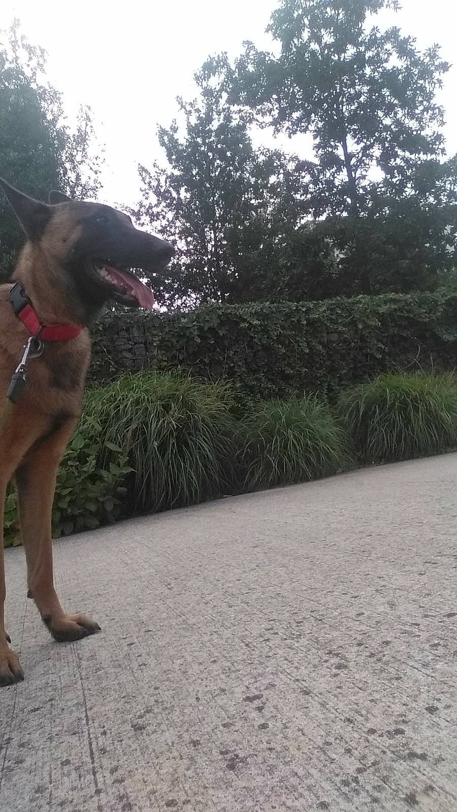 Tiger participe au concours pour gagner de l'argent avec cette photo : asphalt, canidae, carnivore, collar, companion_dog, dog, dog_breed, dog_collar, fawn, grass, pet_supply, plant, road_surface, shrub, sky, snout, sporting_group, tail, tree, working_animal