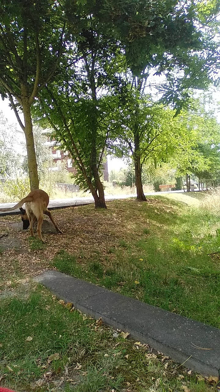 Tiger a rejoint le concours — aidez-le/la à gagner de superbes lots ! fawn, grass, grass_family, groundcover, landscape, lawn, leisure, natural_landscape, plant, recreation, road, road_surface, shade, tail, terrestrial_animal, tints_and_shades, tree, trunk, wood, woody_plant