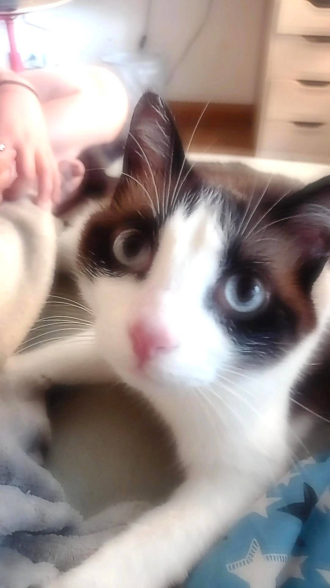 Lucifer a rejoint le concours — aidez-le/la à gagner de superbes lots ! carnivore, cat, comfort, domestic_short_haired_cat, felidae, fur, nose, paw, small_to_medium_sized_cats, snout, whiskers