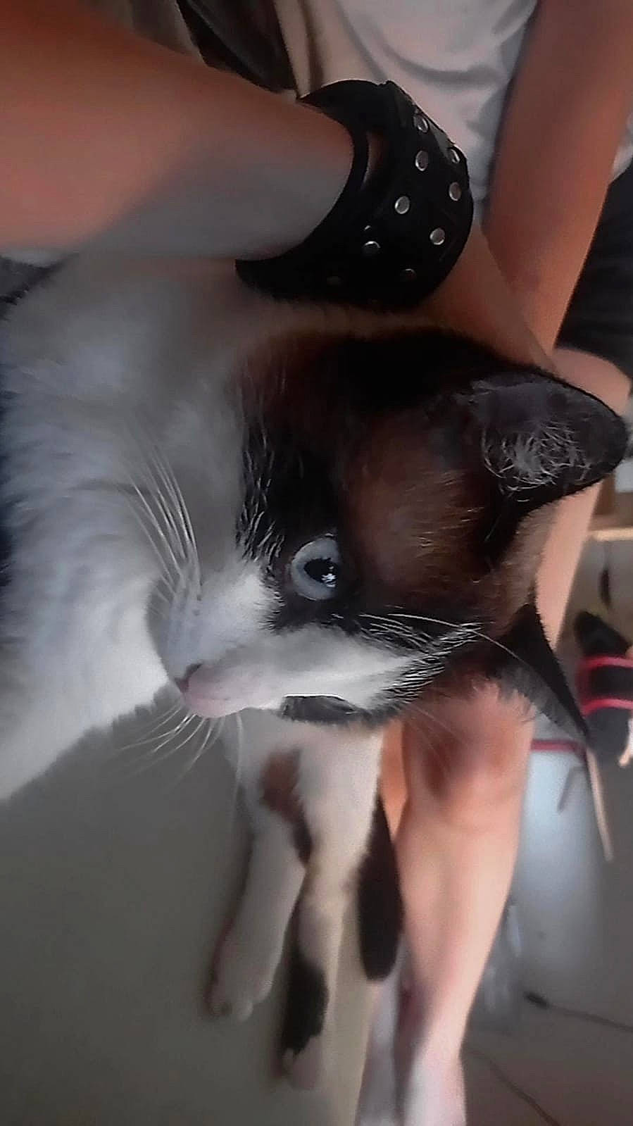 Lucifer a rejoint le concours — aidez-le/la à gagner de superbes lots ! carnivore, cat, chest, comfort, ear, eye, felidae, foot, fur, gesture, head, human_body, human_leg, small_to_medium_sized_cats, snout, sunglasses, tail, thigh, tree, whiskers