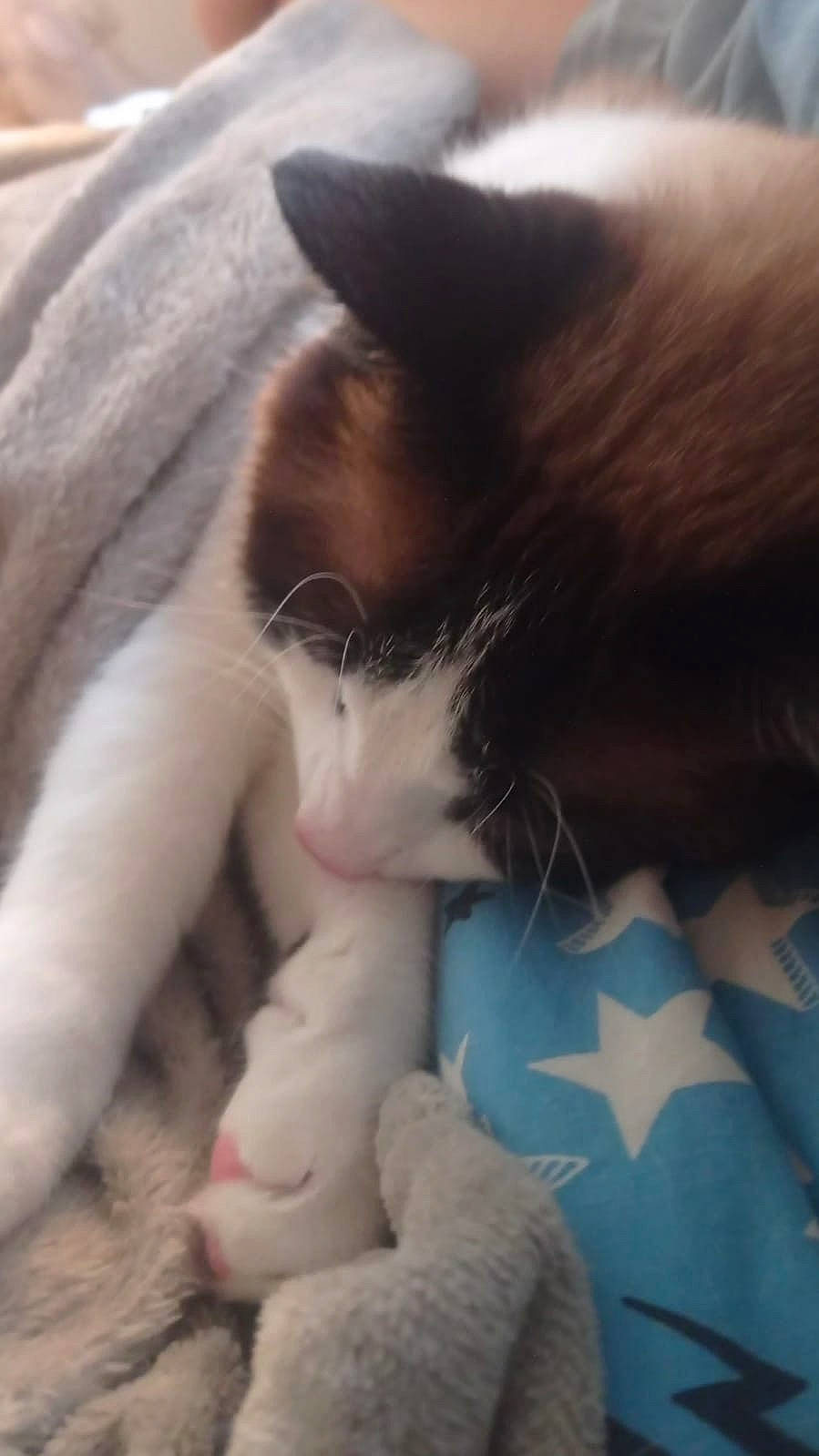 Lucifer a rejoint le concours — aidez-le/la à gagner de superbes lots ! carnivore, cat, claw, comfort, companion_dog, domestic_short_haired_cat, electric_blue, fawn, felidae, fur, mammal, nap, nose, paw, small_to_medium_sized_cats, snout, tail, toy, vertebrate, whiskers