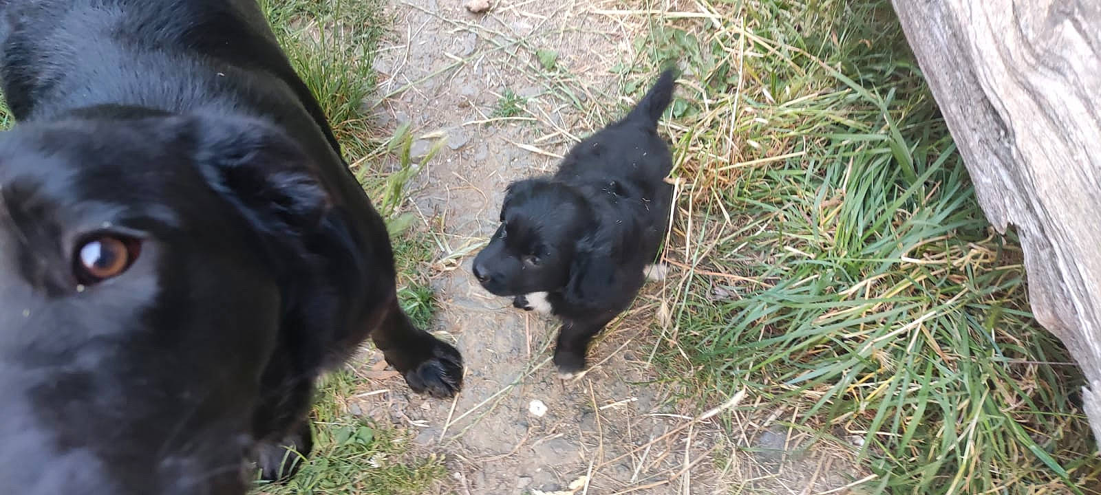 Taigo participe au concours pour gagner de l'argent avec cette photo : borador, canidae, carnivore, companion_dog, dog, dog_breed, fur, grass, guard_dog, gun_dog, hunting_dog, plant, puppy, sedge_family, soil, tail, terrestrial_animal, terrestrial_plant, working_animal, working_dog