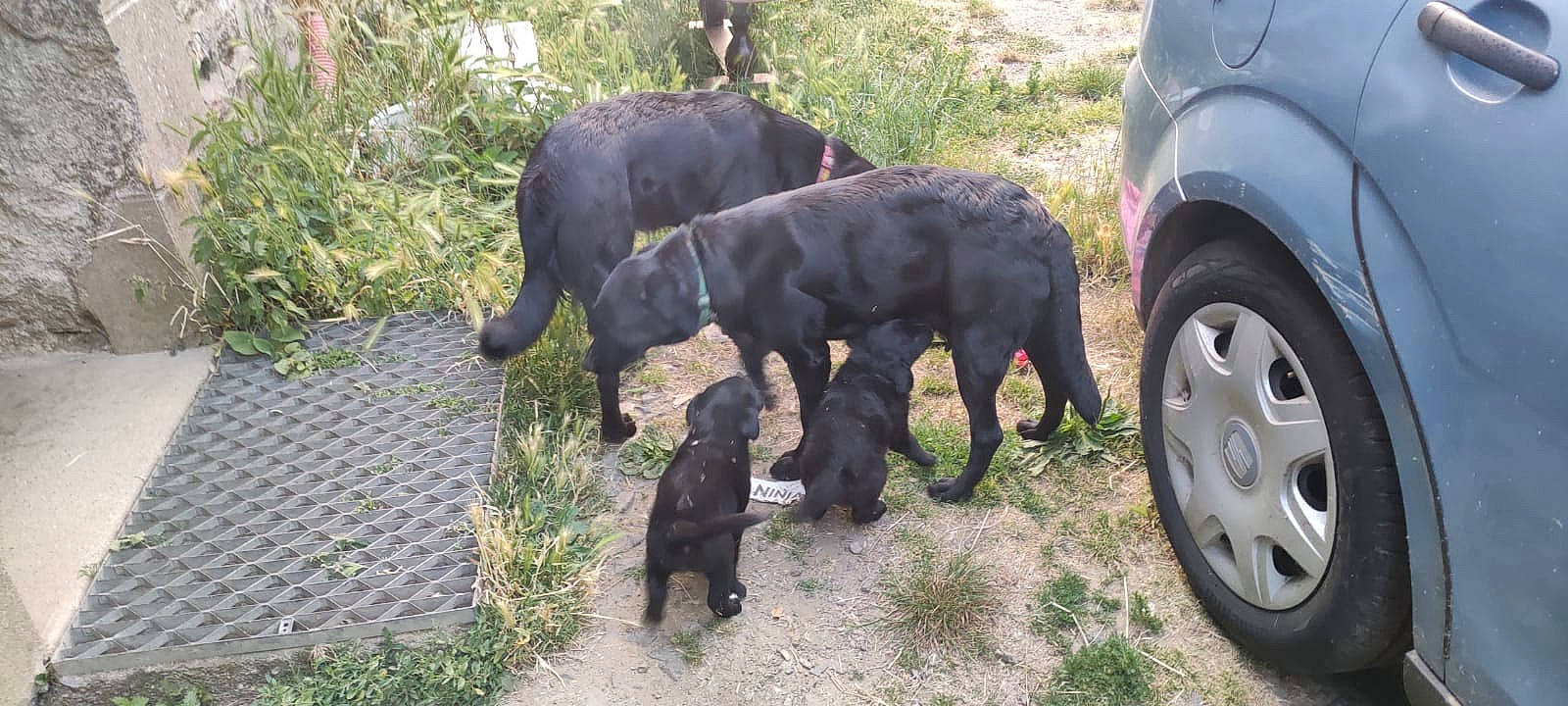 Taigo participe au concours pour gagner de l'argent avec cette photo : automotive_exterior, automotive_tire, car, carnivore, companion_dog, dog, dog_breed, fender, grass, gun_dog, hubcap, plant, rim, tail, tire, tire_care, tread, vehicle, wheel, working_animal