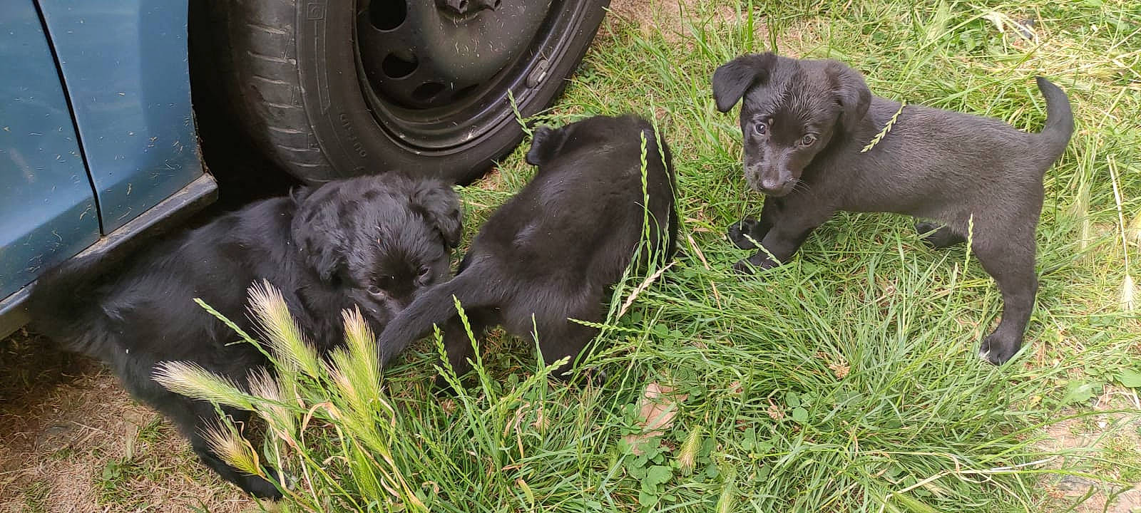 Taigo participe au concours pour gagner de l'argent avec cette photo : automotive_tire, borador, canidae, carnivore, companion_dog, dog, dog_breed, fender, grass, gun_dog, liver, rim, snout, sporting_group, synthetic_rubber, tire, tire_care, tread, wheel, working_animal