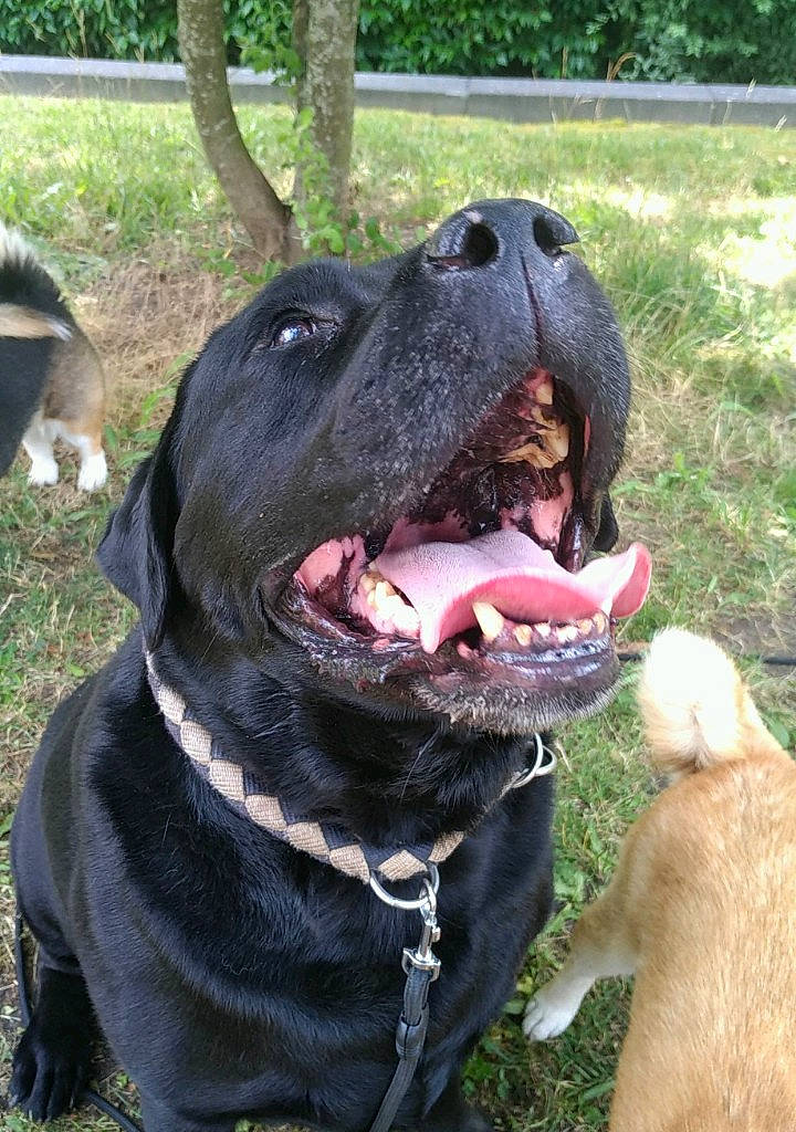 Lirio participe au concours pour gagner de l'argent avec cette photo : carnivore, collar, companion_dog, dog, dog_breed, dog_collar, dog_supply, fashion_accessory, fawn, giant_dog_breed, grass, guard_dog, leash, molosser, plant, snout, sporting_group, tree, working_animal, working_dog