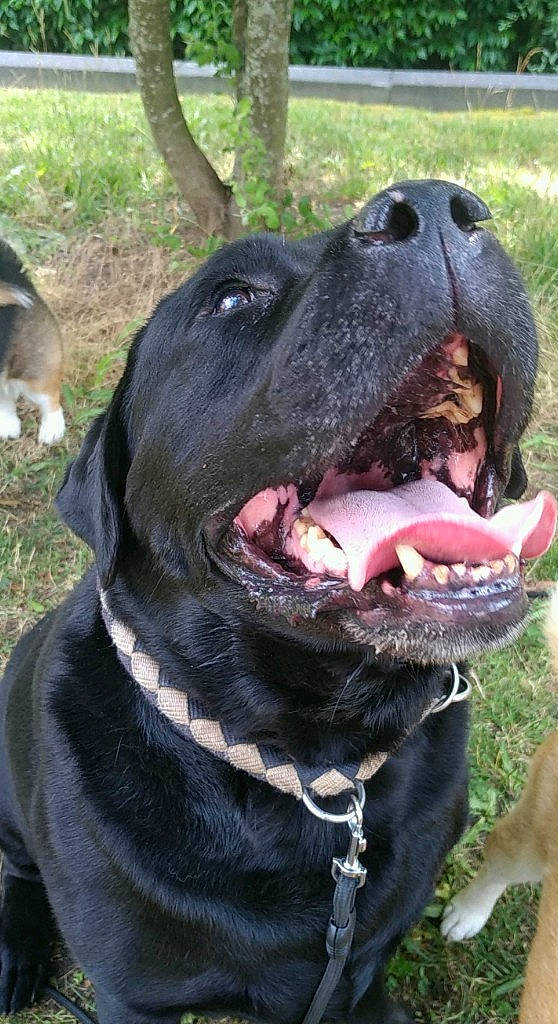 Lirio a rejoint le concours — aidez-le/la à gagner de superbes lots ! carnivore, collar, companion_dog, dog, dog_breed, dog_collar, fawn, fur, giant_dog_breed, grass, guard_dog, liver, molosser, pet_supply, plant, sporting_group, tree, whiskers, working_animal, working_dog