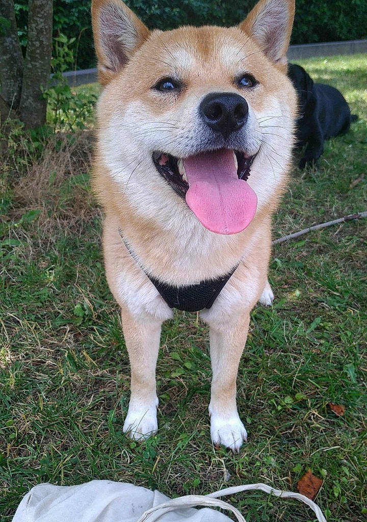 Lirio participe au concours pour gagner de l'argent avec cette photo : canidae, carnivore, collar, companion_dog, dingo, dog, dog_breed, dog_collar, dog_supply, fawn, grass, plant, snout, sporting_group, tail, terrestrial_animal, tree, whiskers, working_animal, working_dog