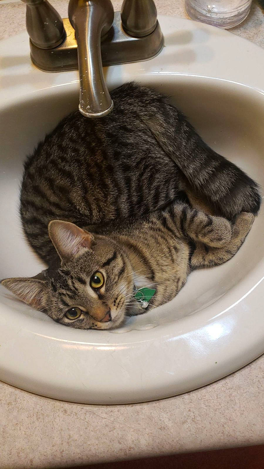 Bean joined the competition — help win amazing prizes! bathroom, carnivore, cat, cat_supply, ceramic, domestic_short_haired_cat, felidae, fur, household_hardware, pet_supply, plumbing, plumbing_fitting, plumbing_fixture, sink, small_to_medium_sized_cats, snout, tail, tap, terrestrial_animal, whiskers