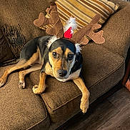 Meleys joined the competition — help win amazing prizes! animal, black_and_tan, brown_couch, canine, christmas, costume, cute, decor, dog, furniture, holiday_costume, indoor, living_room, pet, portrait, reindeer_antlers, relaxed, resting, striped_pillow, wooden_floor