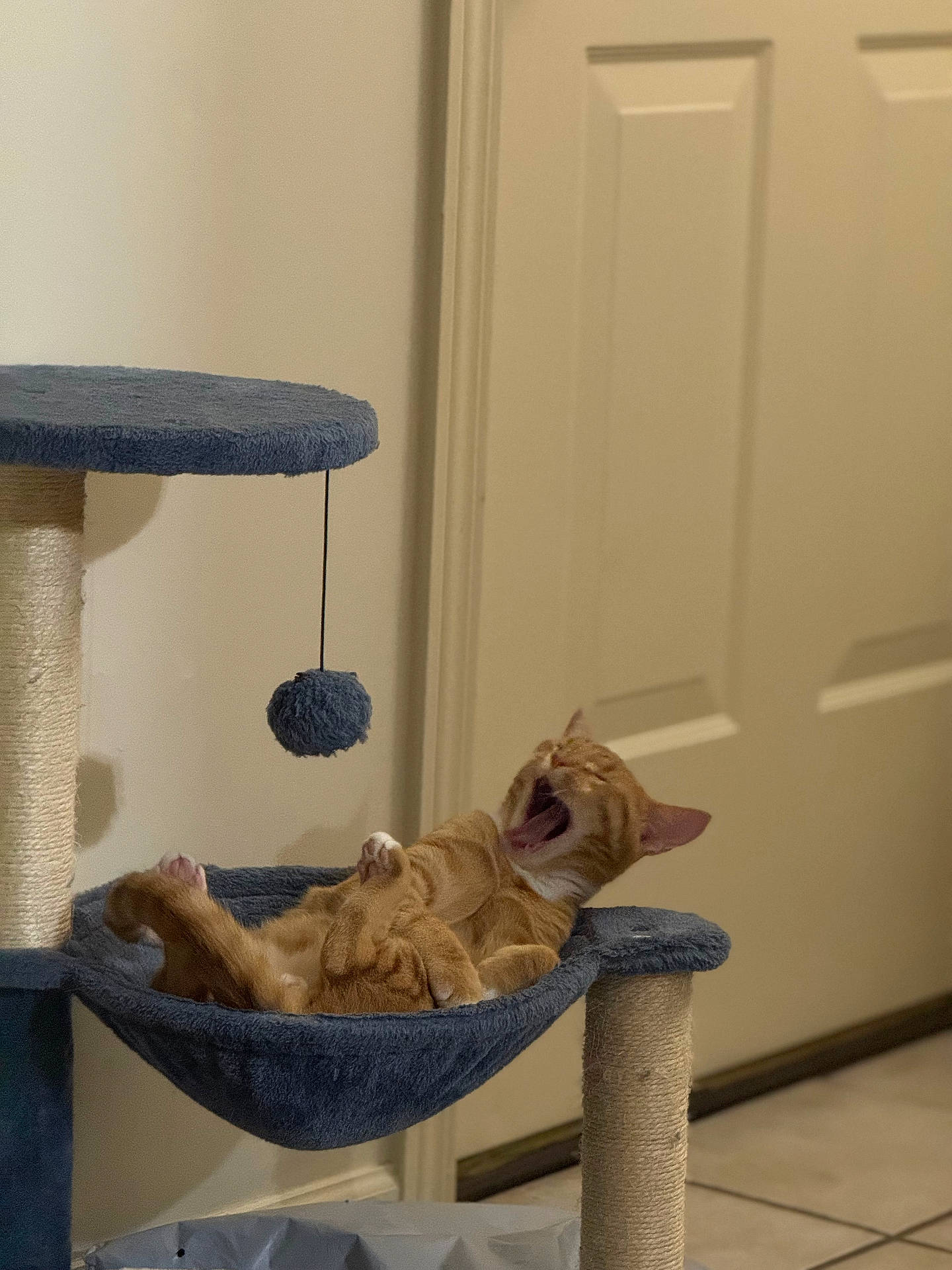 animal, cat, cat_tree, cute, door, feline, floor, fur, ginger_cat, hammock, home, indoor, pet, playful, relaxed, resting, scratching_post, tile_floor, toy_ball, yawning