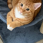 Pumpkin is registered to the contest to win money with this photo: animal, cat, cat_bed, comfortable, cozy, cute, ears, floor, fur, home, indoor, looking_up, orange_tabby, pet, plush, relaxed, tail, tile, whiskers, white_paws