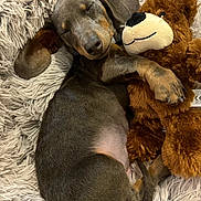 Balou a rejoint le concours — aidez-le/la à gagner de superbes lots ! dog, puppy, sleeping, dachshund, stuffed_toy, teddy_bear, bed, fluffy, cozy, brown, fur, nose, paw, cute, pet, animal, relaxation, indoor, resting, snuggling