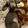 dog, puppy, sleeping, dachshund, stuffed_toy, teddy_bear, bed, fluffy, cozy, brown, fur, nose, paw, cute, pet, animal, relaxation, indoor, resting, snuggling