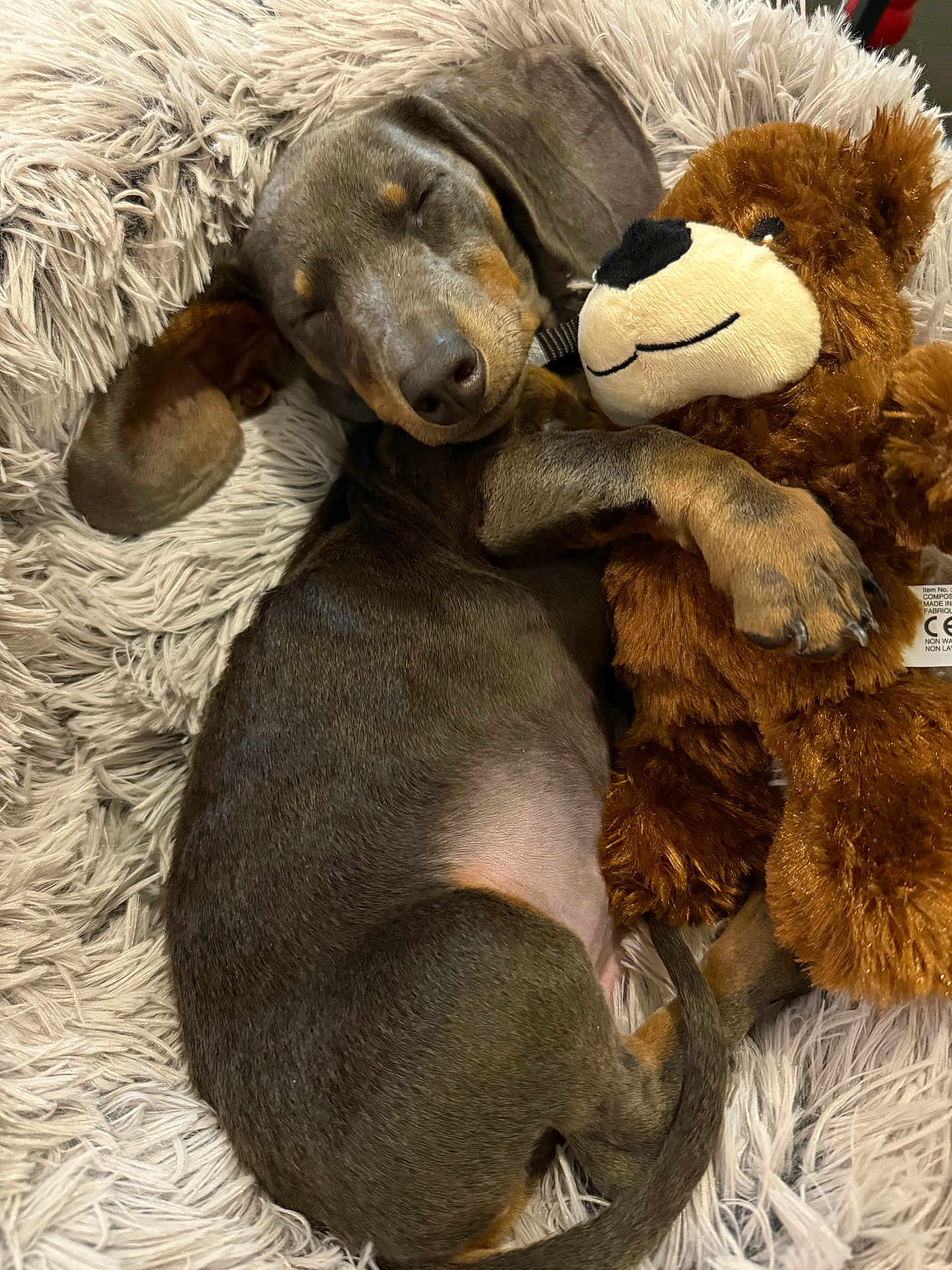 Balou a rejoint le concours — aidez-le/la à gagner de superbes lots ! dog, puppy, sleeping, dachshund, stuffed_toy, teddy_bear, bed, fluffy, cozy, brown, fur, nose, paw, cute, pet, animal, relaxation, indoor, resting, snuggling