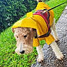 animal, canine, coat, dog, fur, grass, greenery, leafy, leash, nature, outdoor, pavement, pet, rain, raincoat, sidewalk, walking, weather, wet, yellow