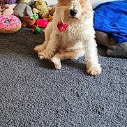 Neptune participe au concours pour gagner de l'argent avec cette photo : airedale, animal, baby, ball, canine, couch, dog, furniture, homedecor, person, pet, plush, poodle, puppy, sport, tennis, tennisball, terrier, toy, whitedog