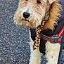 dog, pet, wire_haired_dog, harness, leash, scarf, fur, paw, nose, whiskers, pavement, street, outdoor, portrait, close_up, animal, winter_coat, textured_surface, walking, curious_expression