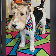 Milou a rejoint le concours — aidez-le/la à gagner de superbes lots ! dog, wire_fox_terrier, bandana, colorful_rug, geometric_pattern, retro_posters, orange_phone, carpet, indoor, pet, whiskers, paws, tail, vintage_timestamp, stack_of_cds, wall_stickers, portrait, furry, home_decor, cute