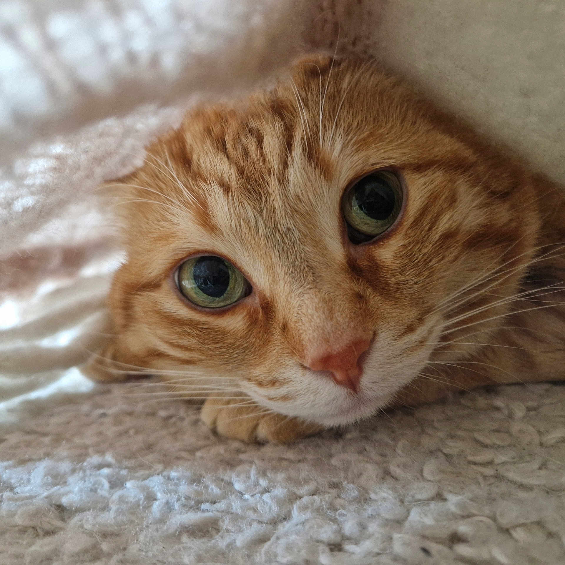 Bella a rejoint le concours — aidez-le/la à gagner de superbes lots ! abyssinian, animal, blanket, cat, hardwood, kitten, manx, pet, wood