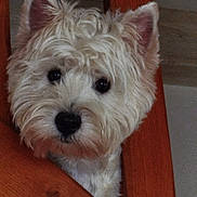 Adelle participe au concours pour gagner de l'argent avec cette photo : animal, black_nose, close_up, curious, cute, dog, ears, eye, face, fur, indoor, looking_at_camera, nose, pet, portrait, small_dog, stair_rail, whiskers, white_dog, wooden_stairs