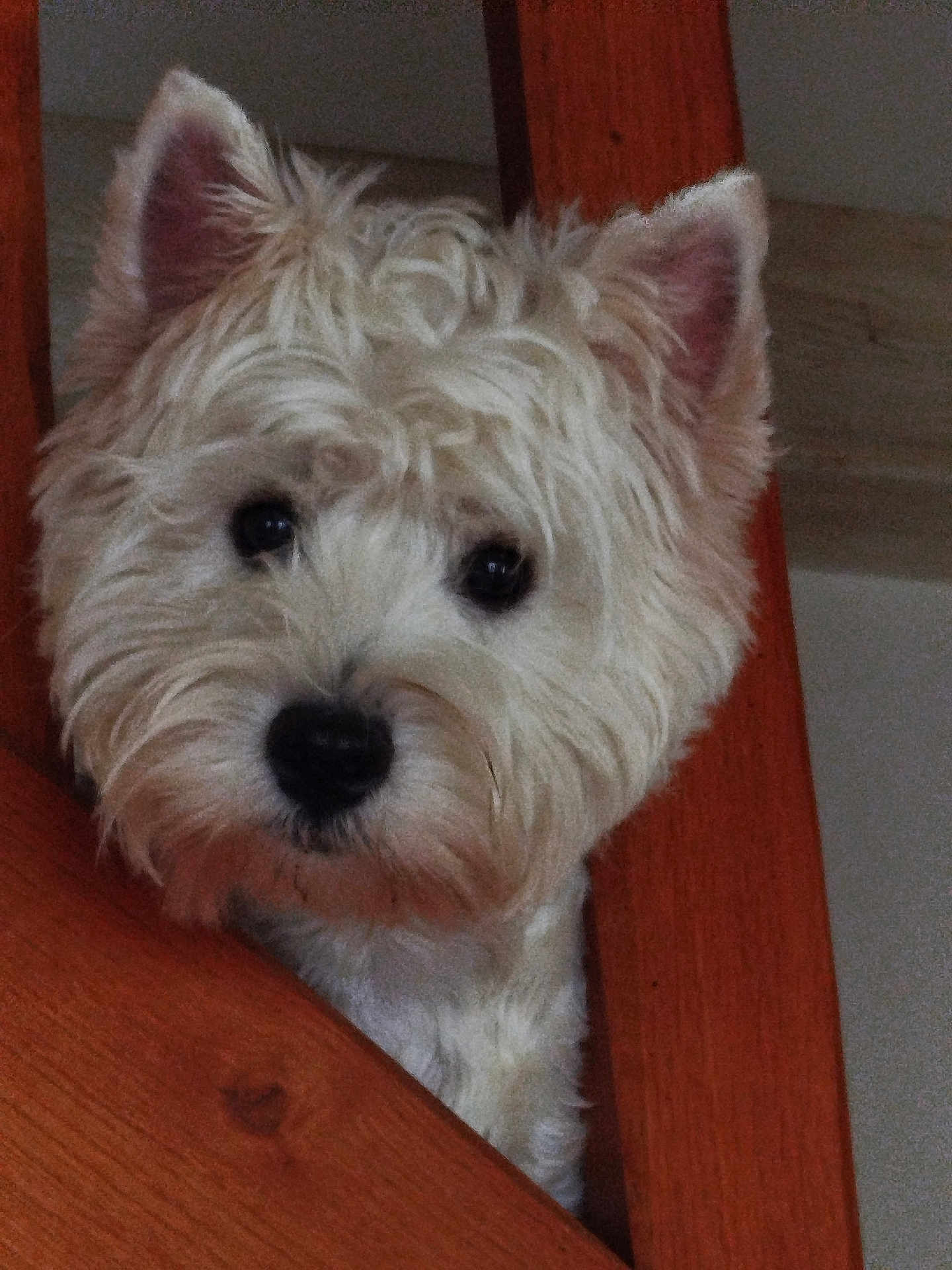 Adelle participe au concours pour gagner de l'argent avec cette photo : animal, black_nose, close_up, curious, cute, dog, ears, eye, face, fur, indoor, looking_at_camera, nose, pet, portrait, small_dog, stair_rail, whiskers, white_dog, wooden_stairs