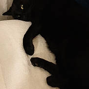 Maxou participe au concours pour gagner de l'argent avec cette photo : black_cat, cat, pet, indoor, blanket, radiator, resting, cozy, fur, animal, relaxed, sleepy, home, soft, warm, cute, feline, paw, lying_down, yellow_eyes
