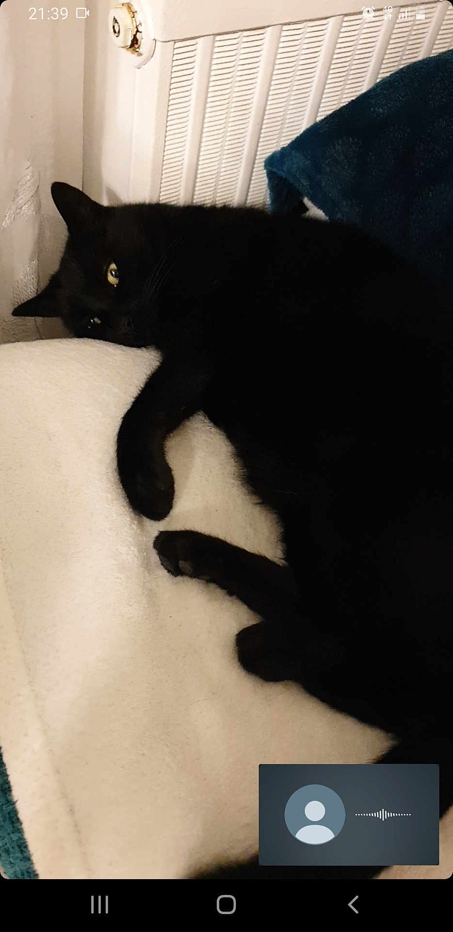 Maxou participe au concours pour gagner de l'argent avec cette photo : black_cat, cat, pet, indoor, blanket, radiator, resting, cozy, fur, animal, relaxed, sleepy, home, soft, warm, cute, feline, paw, lying_down, yellow_eyes