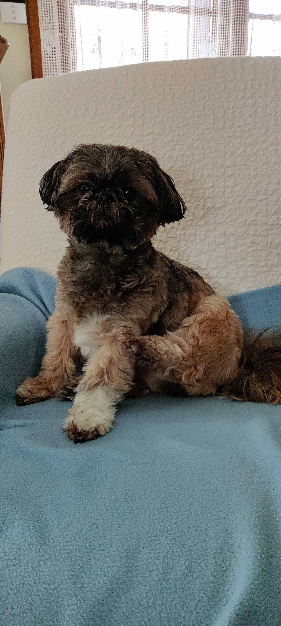 Nalha participe au concours pour gagner de l'argent avec cette photo : canidae, carnivore, companion_dog, dog, dog_breed, dog_supply, fawn, fur, liver, maltepoo, mammal, puppy, small_terrier, snout, sporting_group, terrier, toy_dog, water_dog, working_animal, yorkipoo