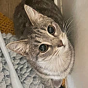 Lulu joined the competition — help win amazing prizes! cat, tabby, pet, animal, fur, whiskers, eyes, curious, indoor, closeup, texture, rug, floor, wall, cute, domestic, mammal, feline, looking_up, cozy