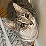 animal, cat, closeup, cozy, curious, cute, domestic, eyes, feline, floor, fur, indoor, looking_up, mammal, pet, rug, tabby, texture, wall, whiskers