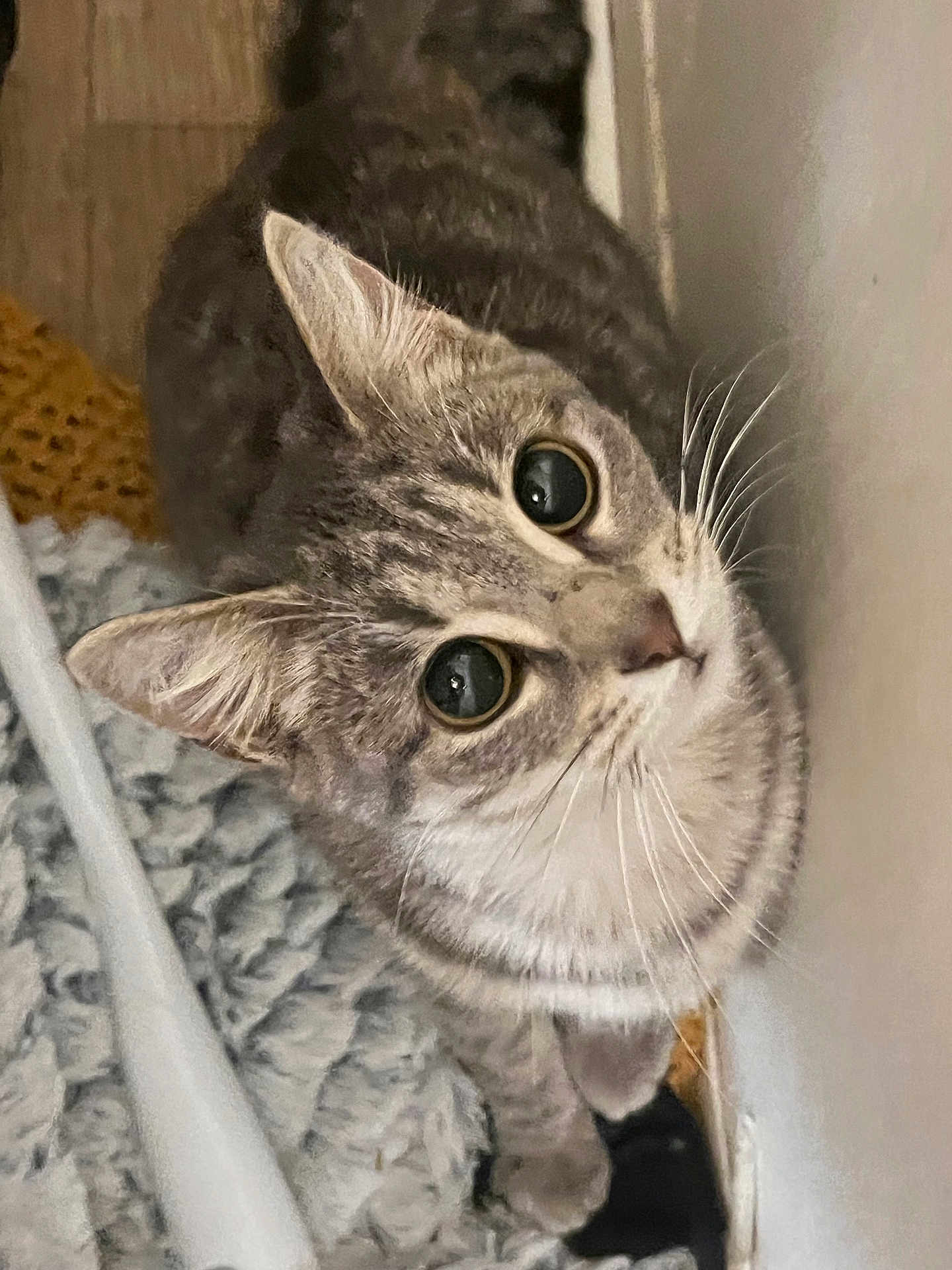 Lulu