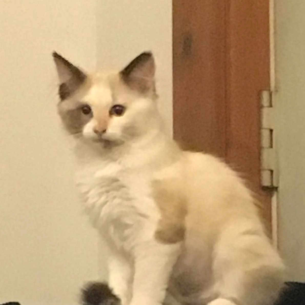 Rummy joined the competition — help win amazing prizes! aegean_cat, balinese, birman, carnivoran, cat, cat_like_mammal, domestic_long_haired_cat, domestic_short_haired_cat, fur, javanese, kitten, ragdoll, siamese, small_to_medium_sized_cats, snout, snowshoe, thai, whiskers