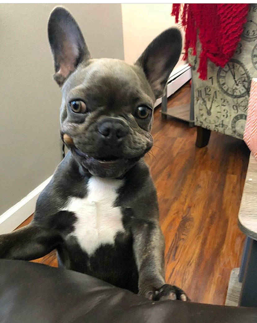 Betty is registered to the contest to win money with this photo: boston_terrier, bulldog, canidae, carnivore, companion_dog, dog, dog_breed, ear, eye, fawn, french_bulldog, mammal, molosser, non_sporting_group, puppy, rare_breed_dog, snout, toy_bulldog, vertebrate, whiskers