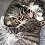 cat, tabby_cat, sleeping, curled_up, cozy, couch, furniture, fur, pet, animal, companion, resting, indoor, cute, domestic_animal, close_up, pattern, soft, relaxation, snuggle