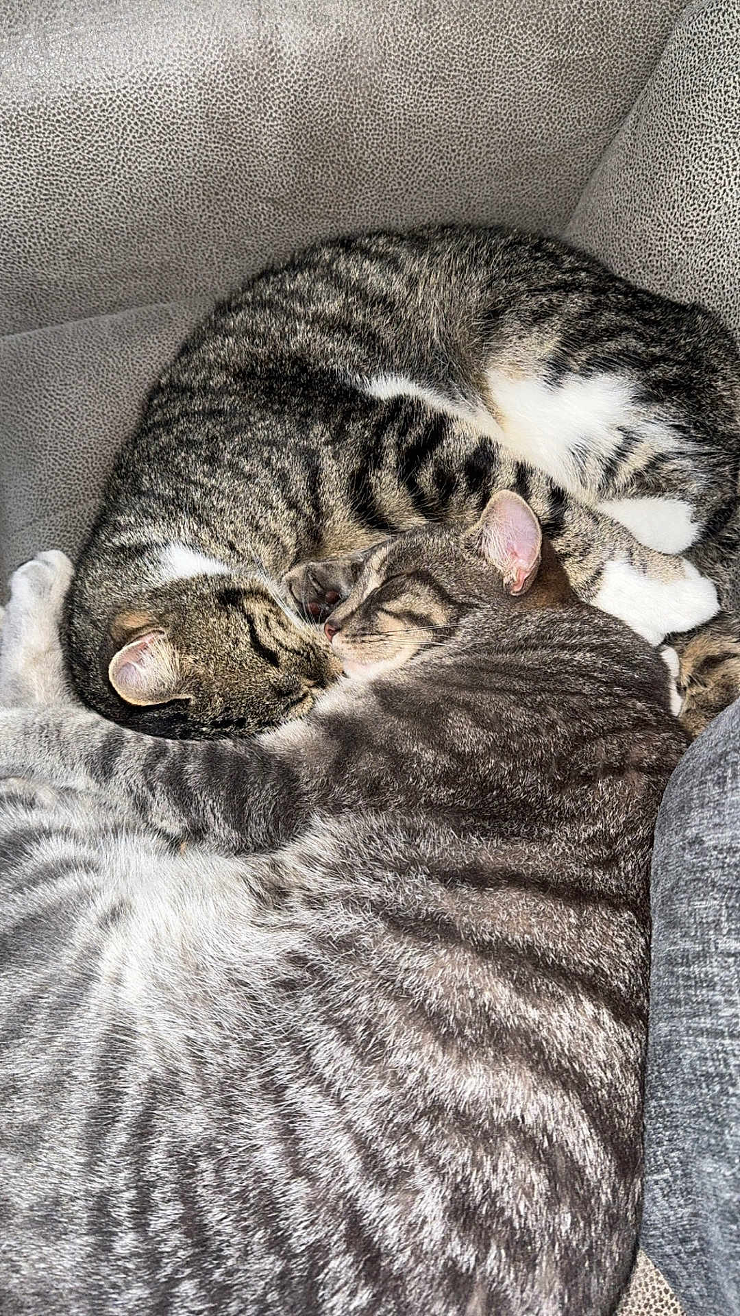Pickles And Buddy is registered to the contest to win money with this photo: cat, tabby_cat, sleeping, curled_up, cozy, couch, furniture, fur, pet, animal, companion, resting, indoor, cute, domestic_animal, close_up, pattern, soft, relaxation, snuggle