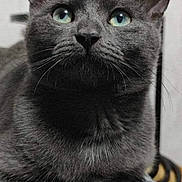 Umy participe au concours pour gagner de l'argent avec cette photo : animal, cat, close_up, cute, domestic_animal, feline, fur, gray_cat, green_eyes, indoor, looking_up, mammal, patterned_surface, paws, pet, portrait, resting, soft_lighting, texture, whiskers