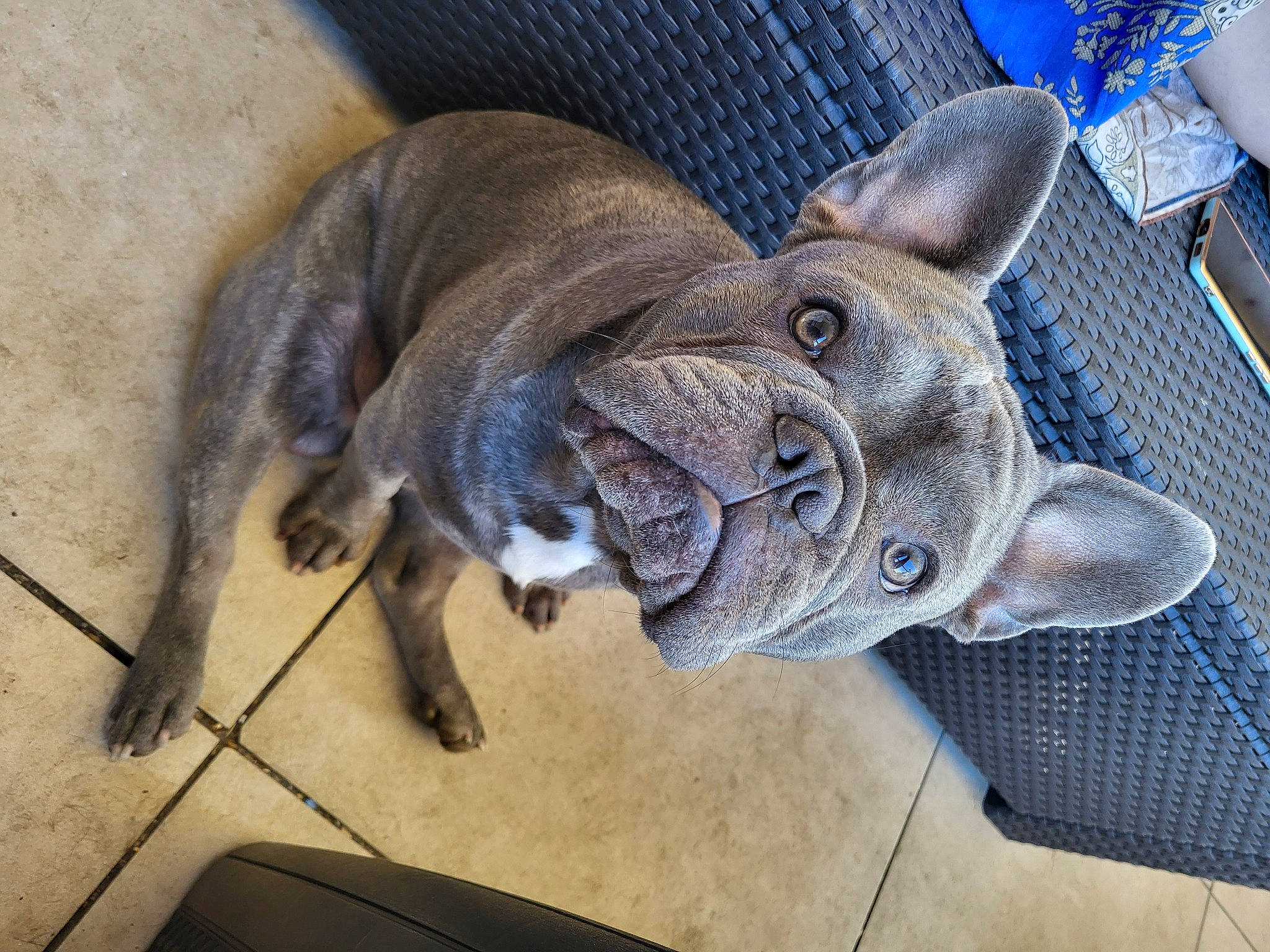 Tango a rejoint le concours — aidez-le/la à gagner de superbes lots ! blue, carnivore, collar, comfort, companion_dog, dog, dog_breed, dog_collar, ear, electric_blue, fawn, pet_supply, pug, snout, sporting_group, tail, toy_dog, whiskers, working_animal, wrinkle