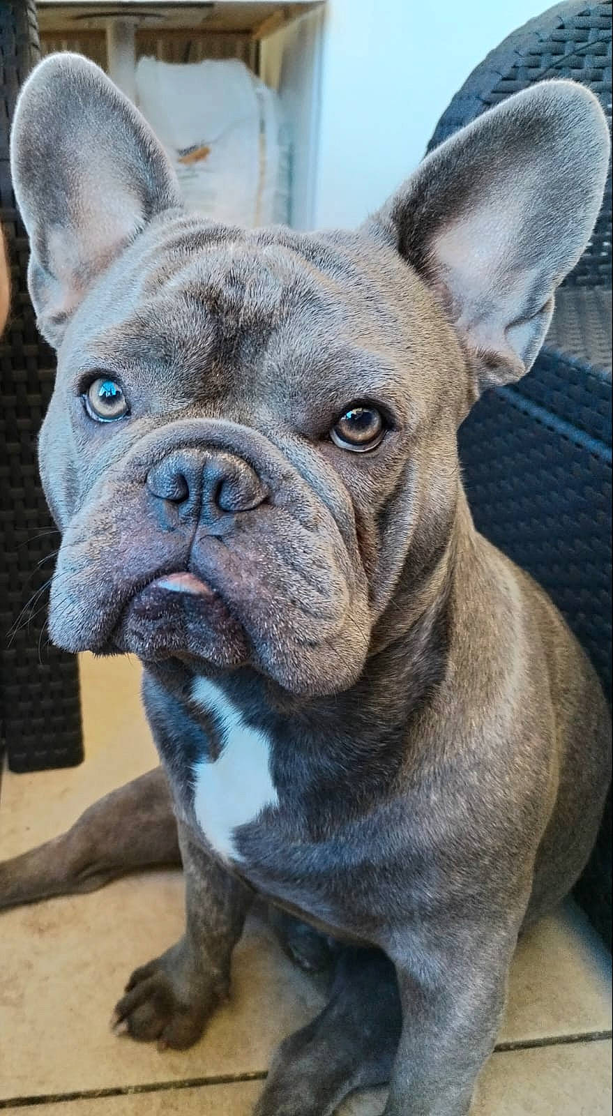 Tango a rejoint le concours — aidez-le/la à gagner de superbes lots ! ancient_dog_breeds, bulldog, canidae, carnivore, collar, companion_dog, dog, dog_breed, dog_collar, ear, fawn, molosser, non_sporting_group, snout, sporting_group, terrestrial_animal, whiskers, working_animal, wrinkle