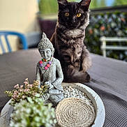 Simba a rejoint le concours — aidez-le/la à gagner de superbes lots ! cat, buddha_statue, flower_necklace, table, plants, decor, outdoor, blurred_background, yellow_eyes, black_cat, statue, meditation, serene, peaceful, ornament, nature, furniture, relaxation, closeup, still_life