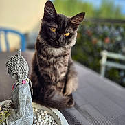 Symba a rejoint le concours — aidez-le/la à gagner de superbes lots ! cat, black_cat, yellow_eyes, buddha_statue, table, pebbles, decorative, indoor, portrait, animal, feline, fur, sitting, still_life, serene, peaceful, closeup, focus, soft_light, background_blur